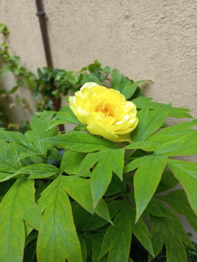 Giardino Segreto - History And Design Apartment Bologna Bagian luar foto