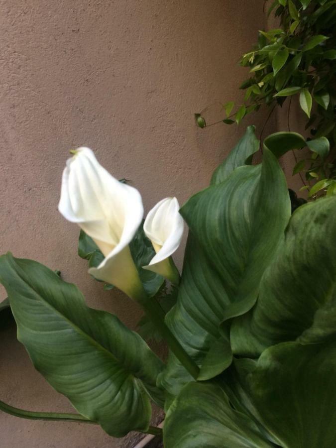 Giardino Segreto - History And Design Apartment Bologna Bagian luar foto